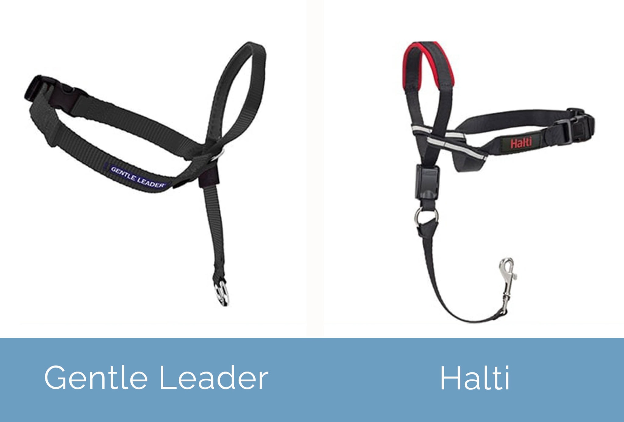 Halti vs. Gentle Leader Which Head Collar Is Better in 2023? Hepper