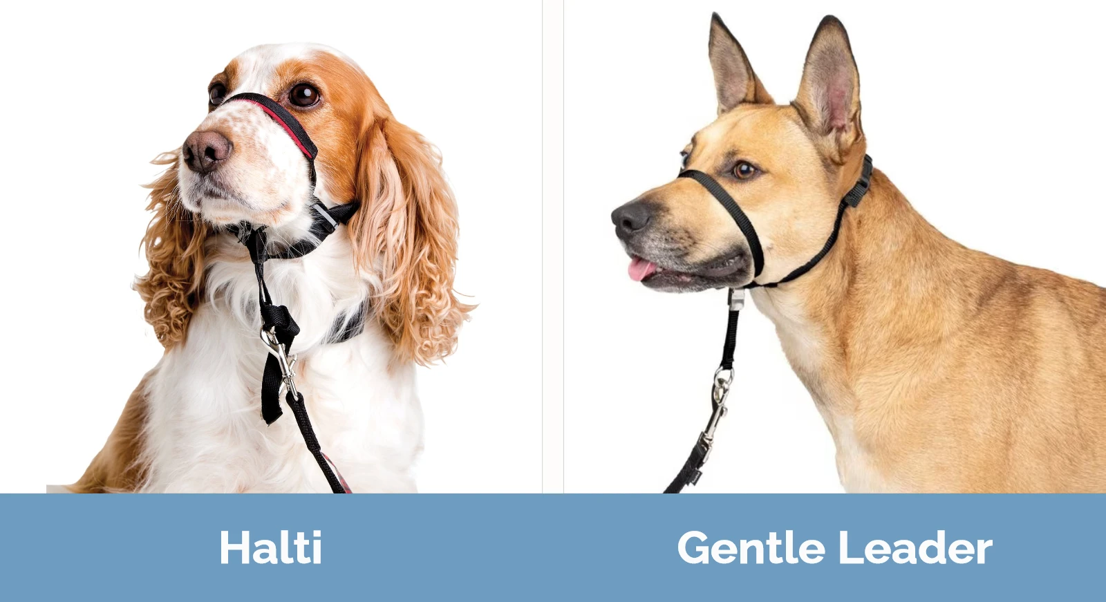 Gentle leader vs store halti