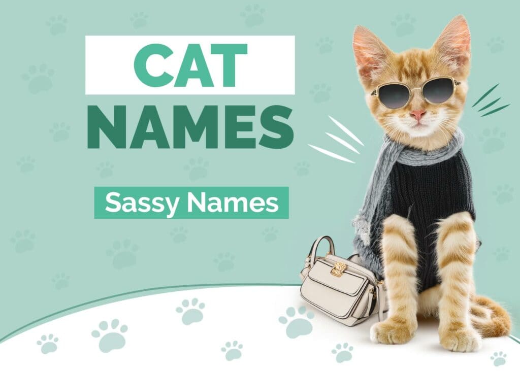 Sassy Cat Names