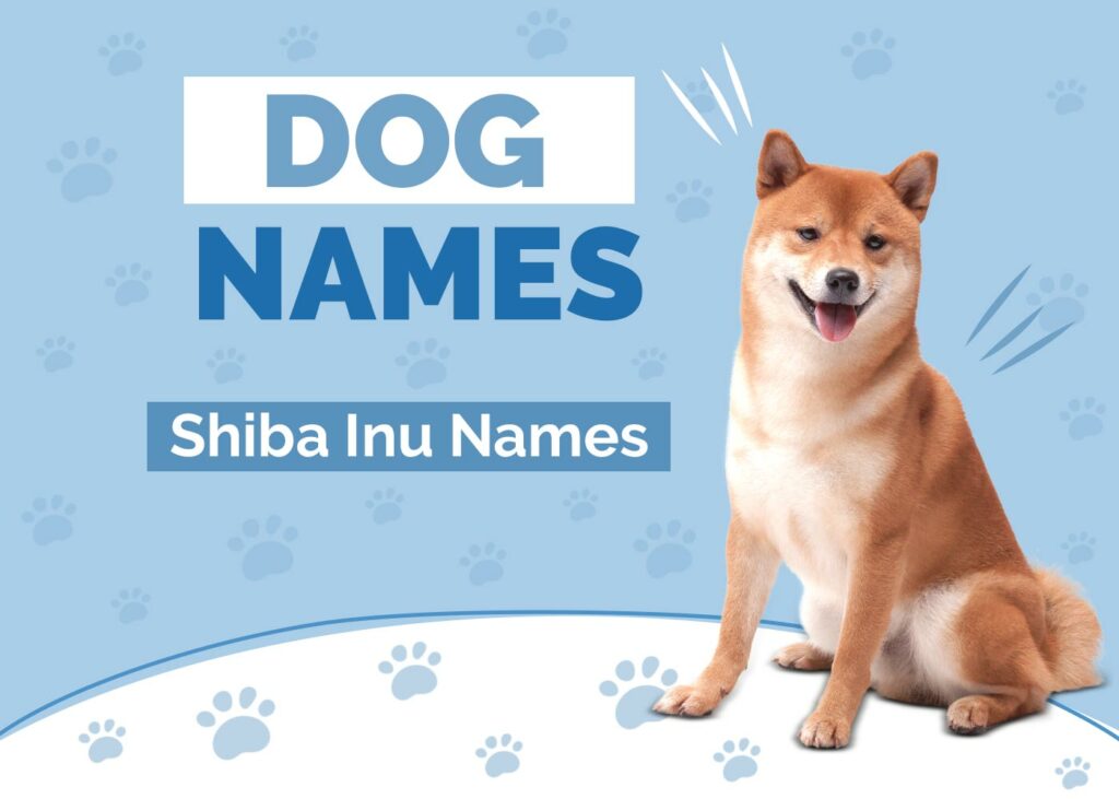 Shiba Inu Dog Names