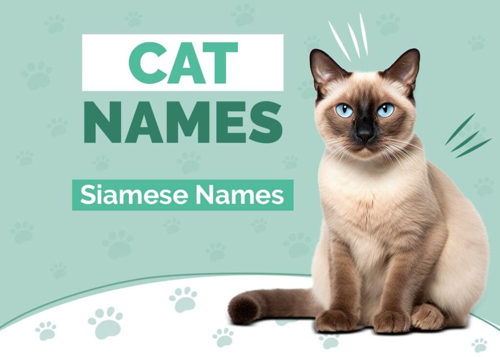 Siamese Cat Names