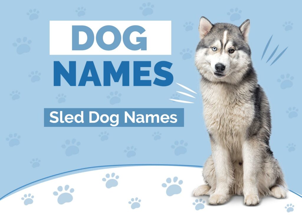 Sled Dog Names