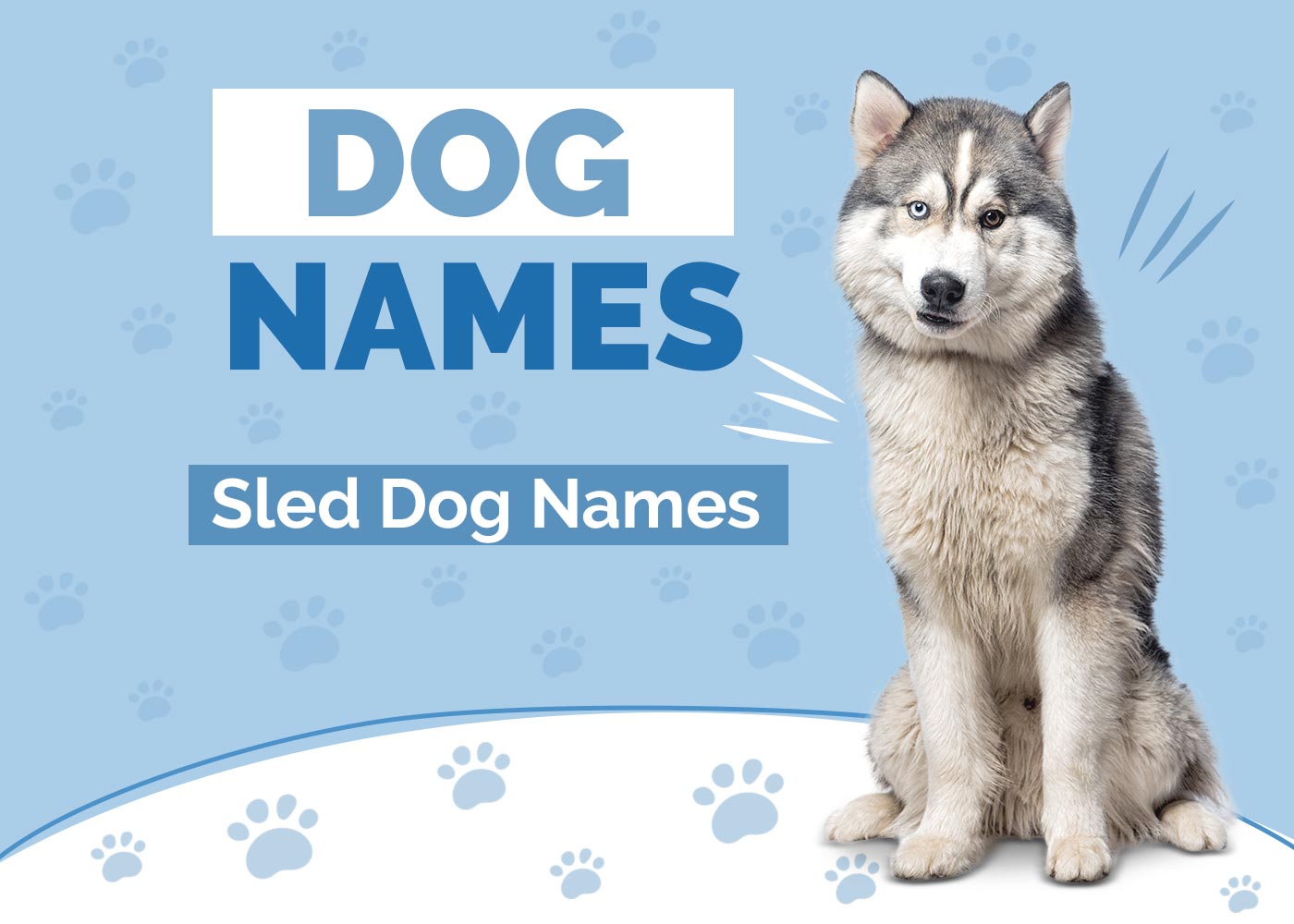 Sled Dog Names