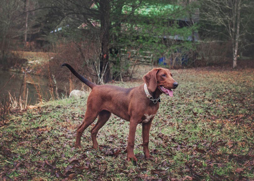 Redbone Coonhound standing on the river bank
