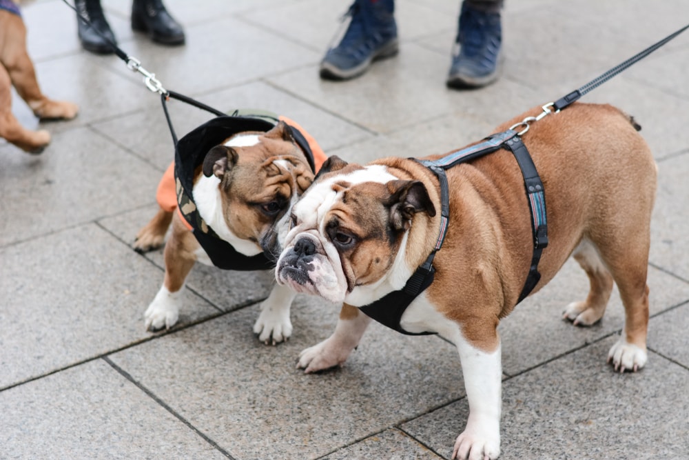 Two English Bulldogs meeting and sniffing each other wearing harnesses