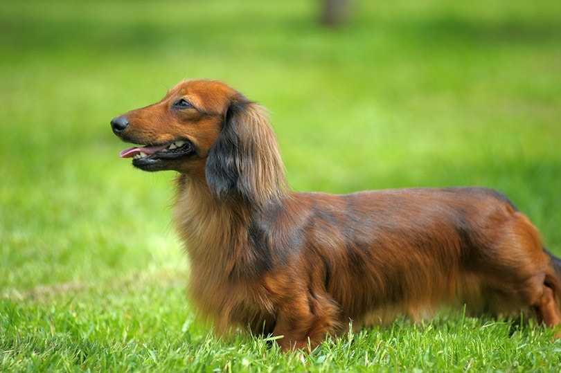 a Longhaired Dachshund standing on grass