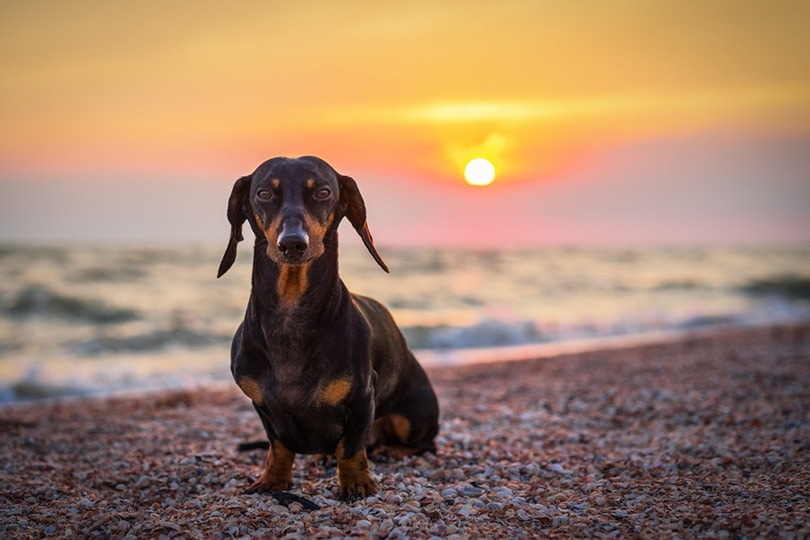 a Shorthaired Dachshund on the beach in summer