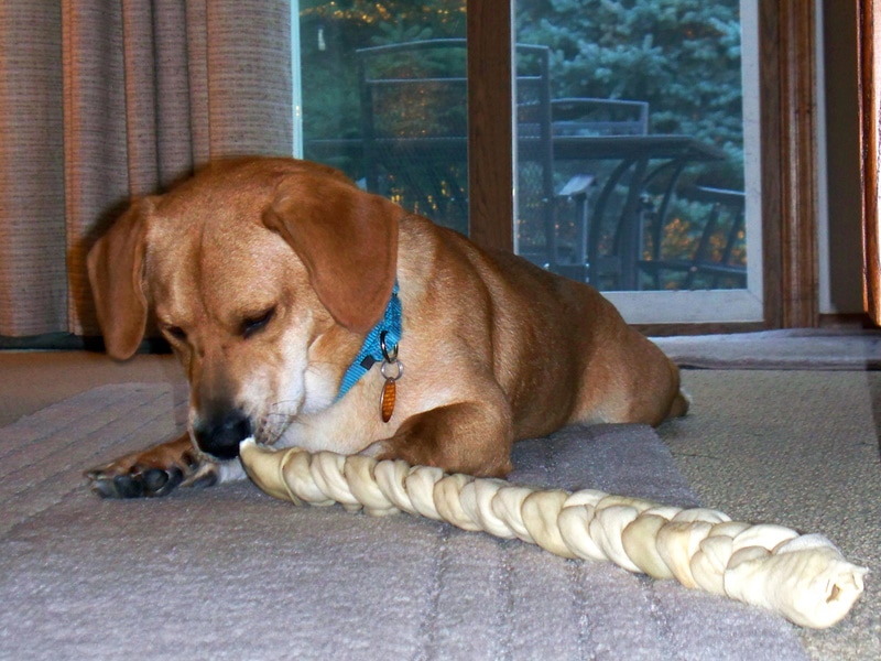 bassador dog
