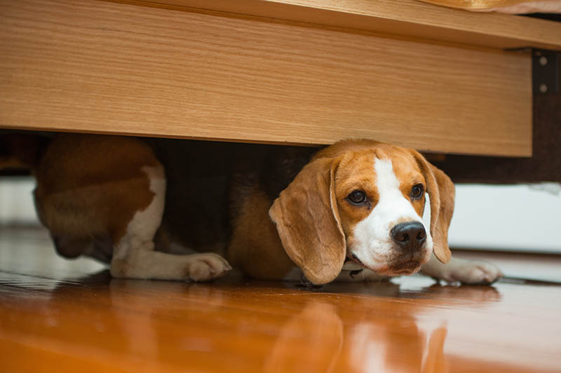 beagle hiding under the bed