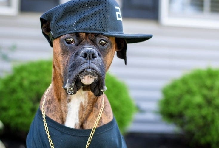 Boxer dog dressed like a rapper