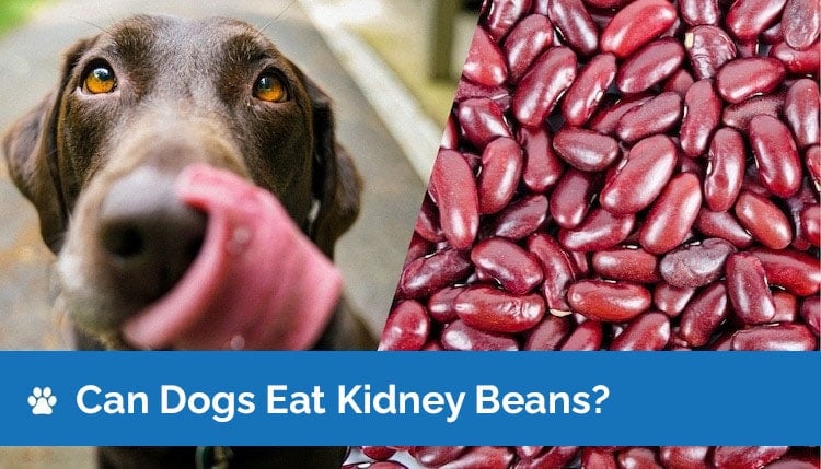 can dogs eat kidney beans2