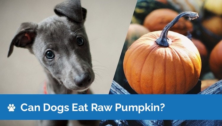 can dogs eat raw pumpkin 2