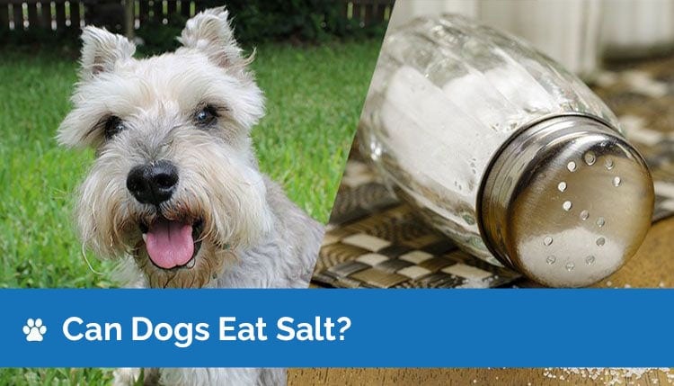 how does rock salt affect dogs