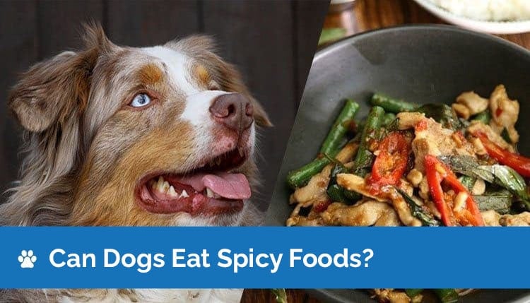 can dogs eat spicy food2