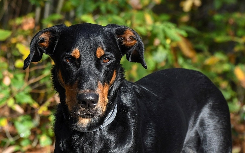 close up of a Beauceron dog