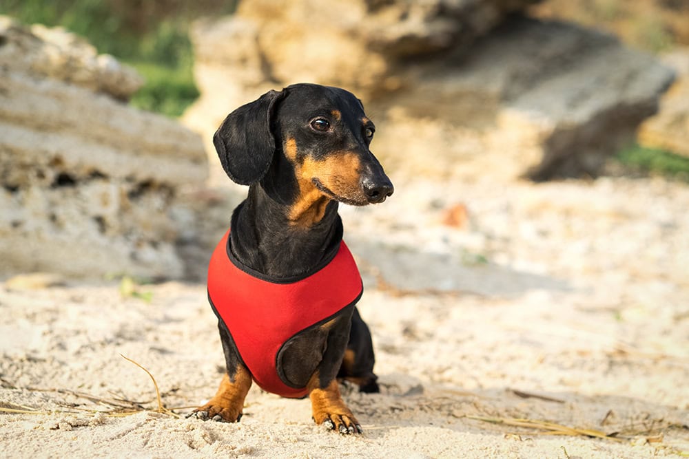 dachshund dog wearing red harness