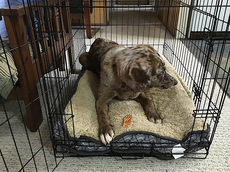 dogs inside wire crate