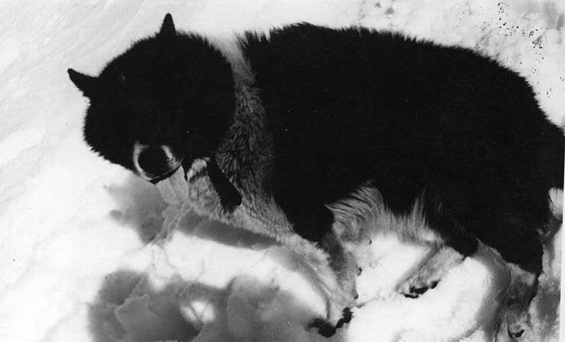 Argentine Polar Dog