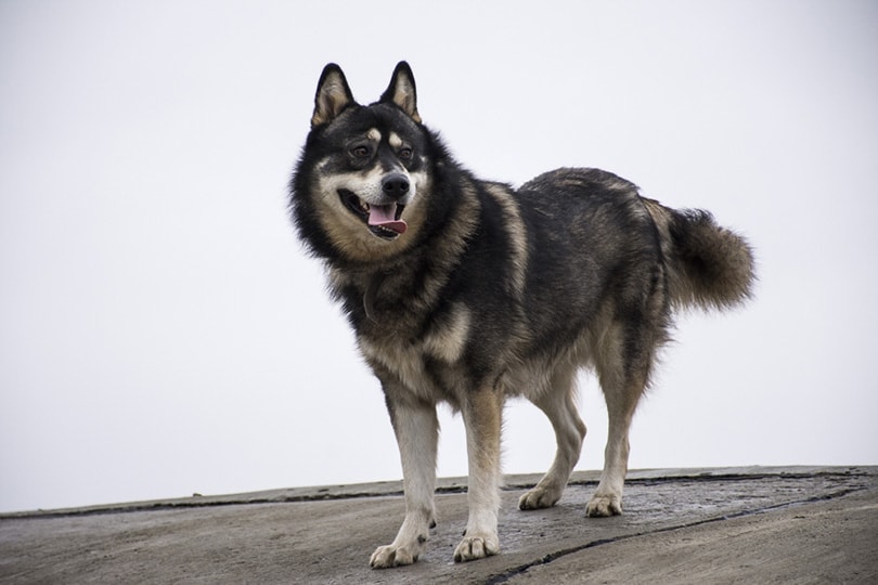 German Shepherd and Siberian Husky mix dog