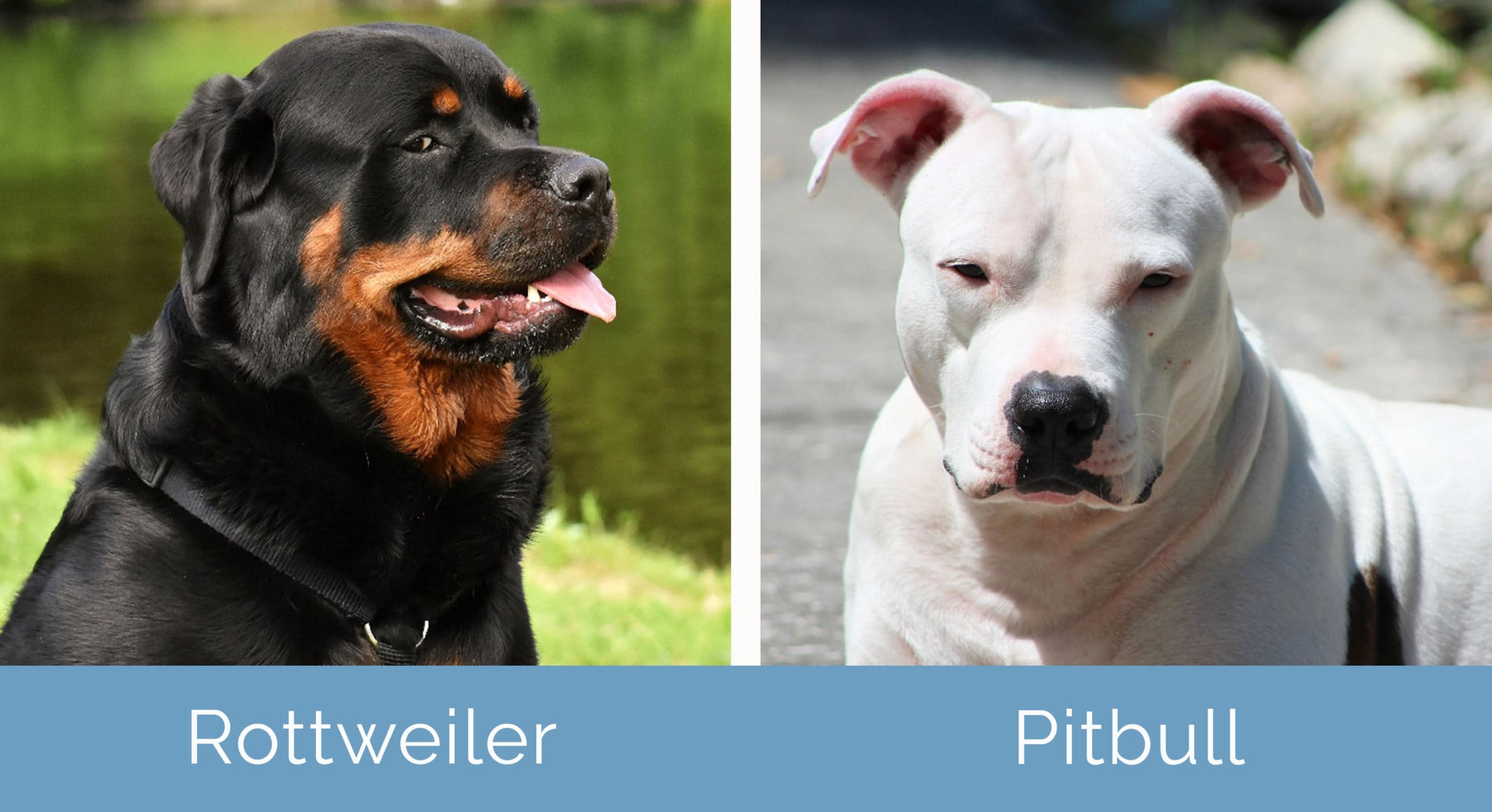 what dog is stronger a rottweiler or pitbull? 2