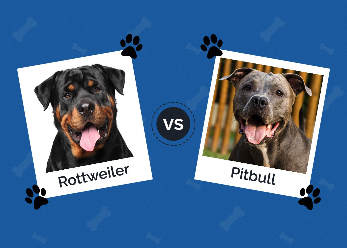 Rottweiler vs Pitbull