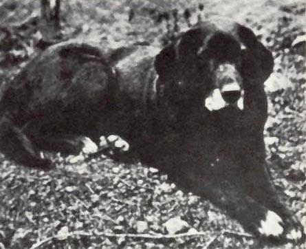 St Johns water dog