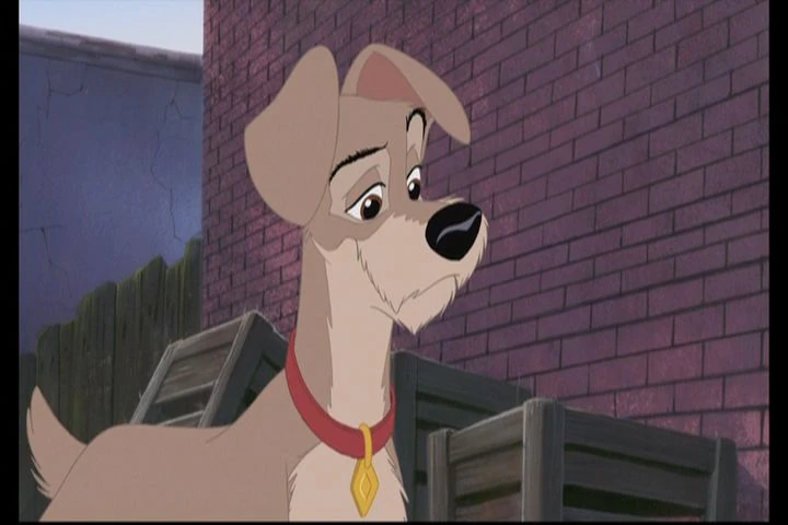 TRAMP dog