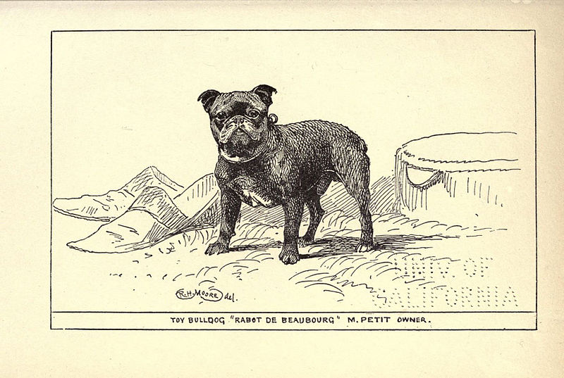Toy Bulldog illustration