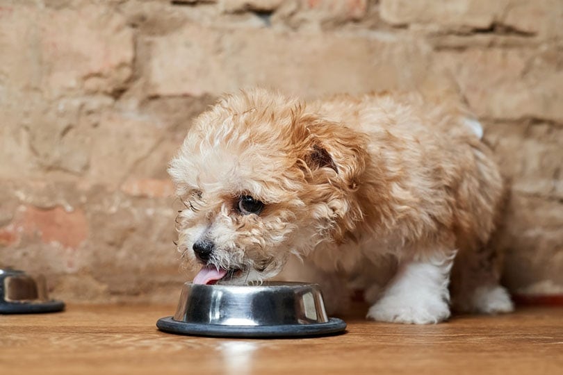 a Maltipoo puppy eats from a metal bowl