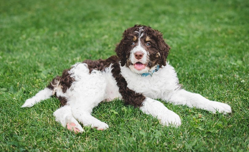 a bernedoodle puppy lying on the grass