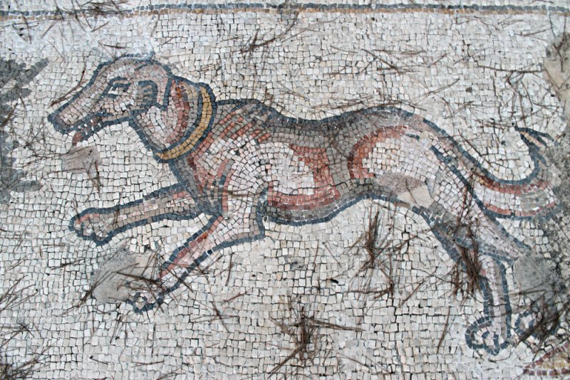 ancient dog in a Byzantine mosaic floor