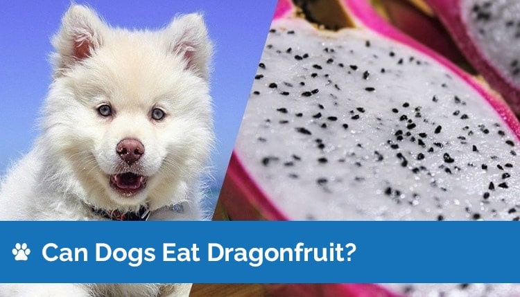 can dogs eat dragonfruit graphic 2