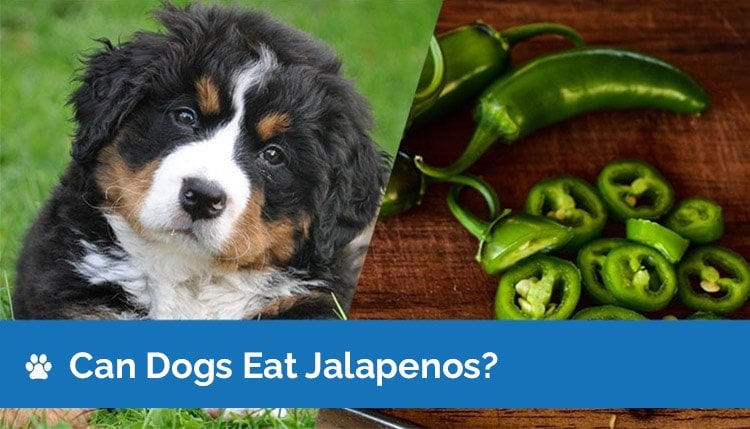 are spicy peppers bad for dogs