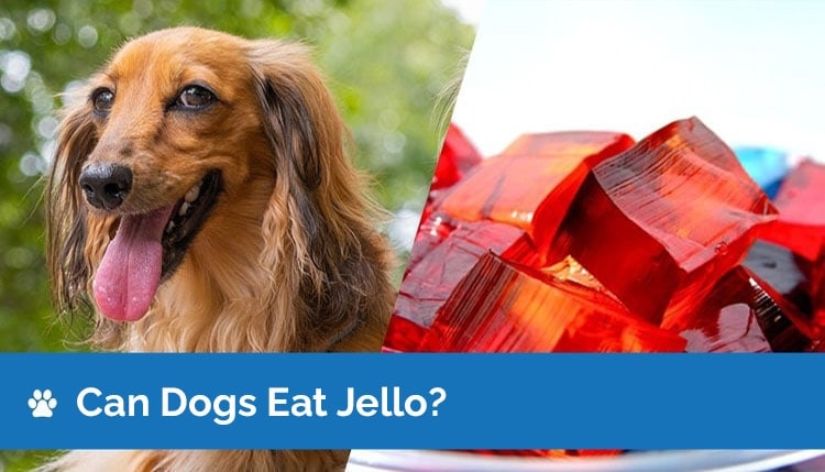 Can Dogs Eat Jello? Is Jello Safe for Dogs? - Hepper