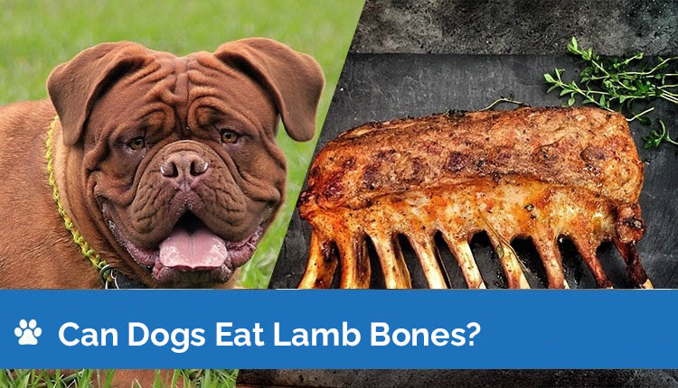 can you give lamb bones to dogs