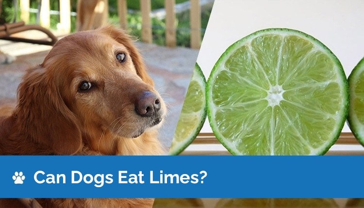 can dogs eat limes