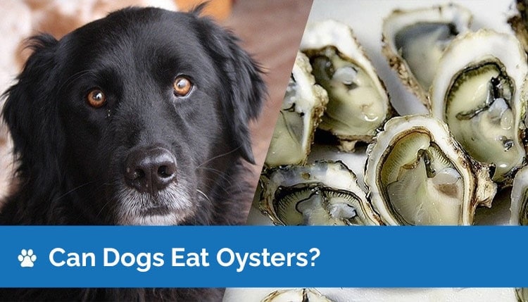 can dogs eat oysters graphic2