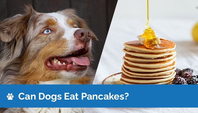 can dogs eat pancakes header2