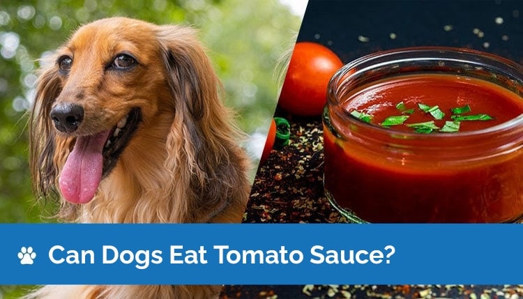 Can Dogs Eat Tomato Sauce? Is Tomato Sauce Safe for Dogs?