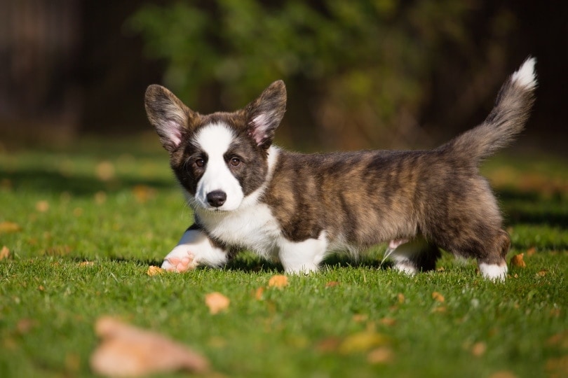  Welsh Corgi Dog Face Head Sealess on WhiteGrey Credit