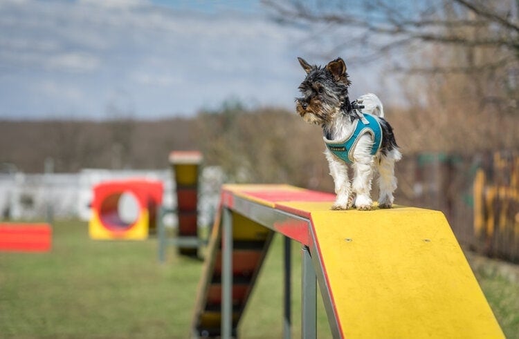 Dog Playground Equipment, Puppy