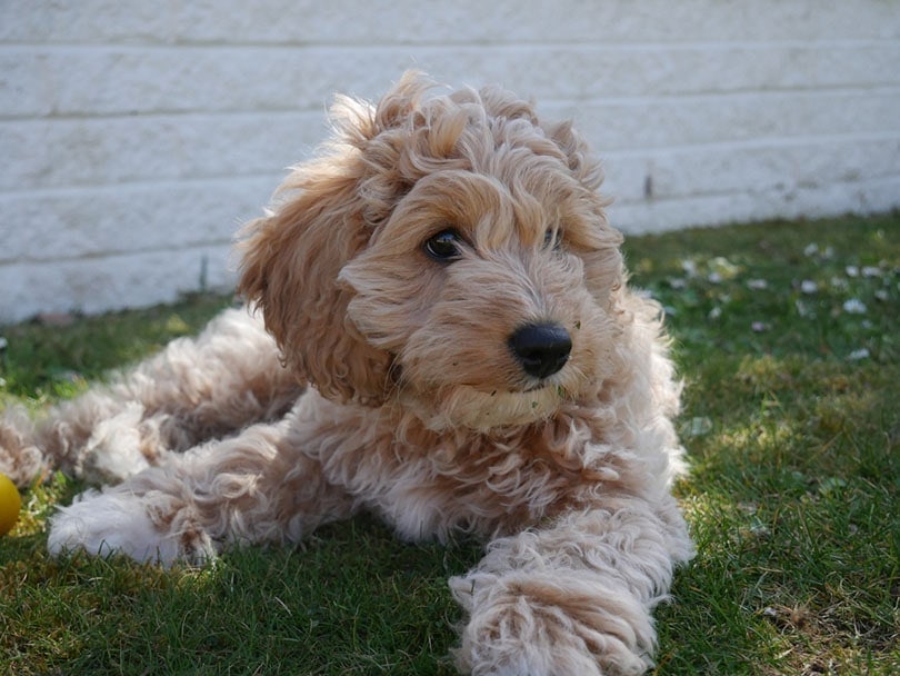Cavapoo v best sale cavachon
