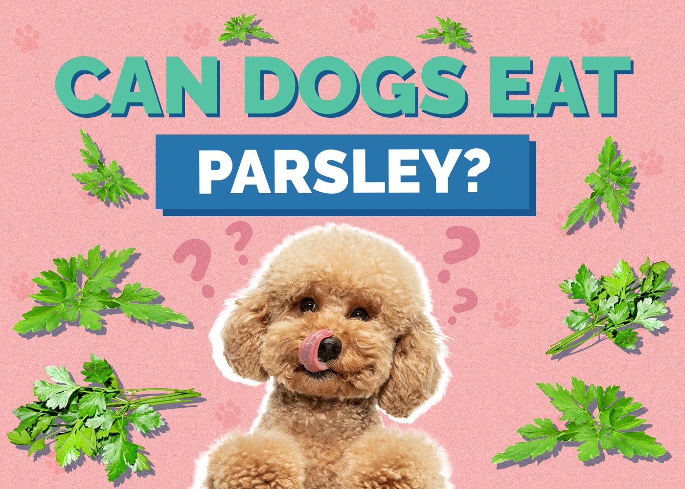 Can Dogs Eat parsley