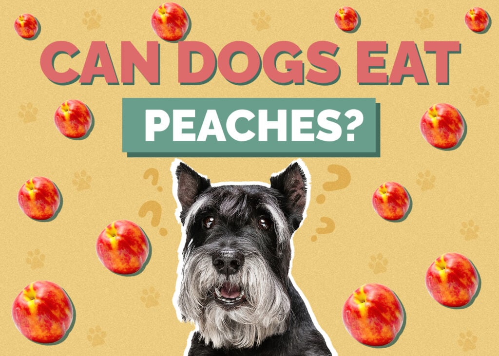 Can Dogs Eat peaches