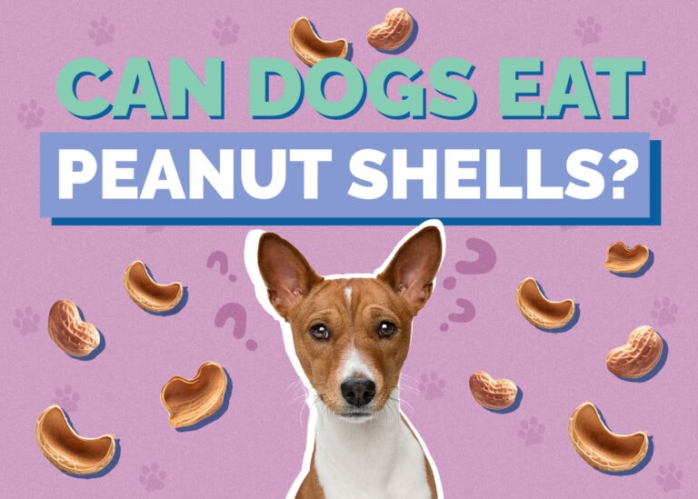 Can Dogs Eat Peanut Shells? VetReviewed Facts to Know! Hepper
