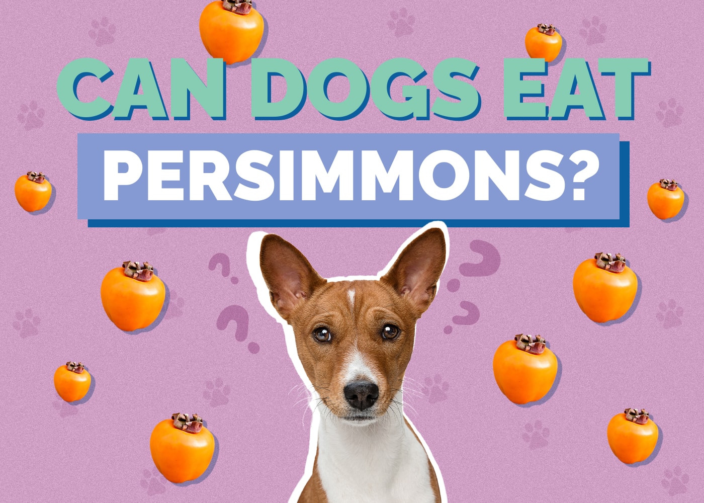 Can Dogs Eat persimmons