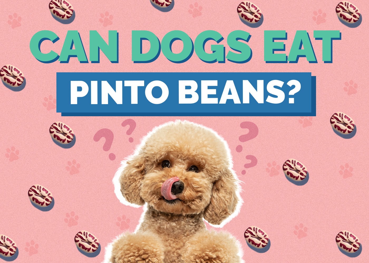 Can Dogs Eat pinto-beans