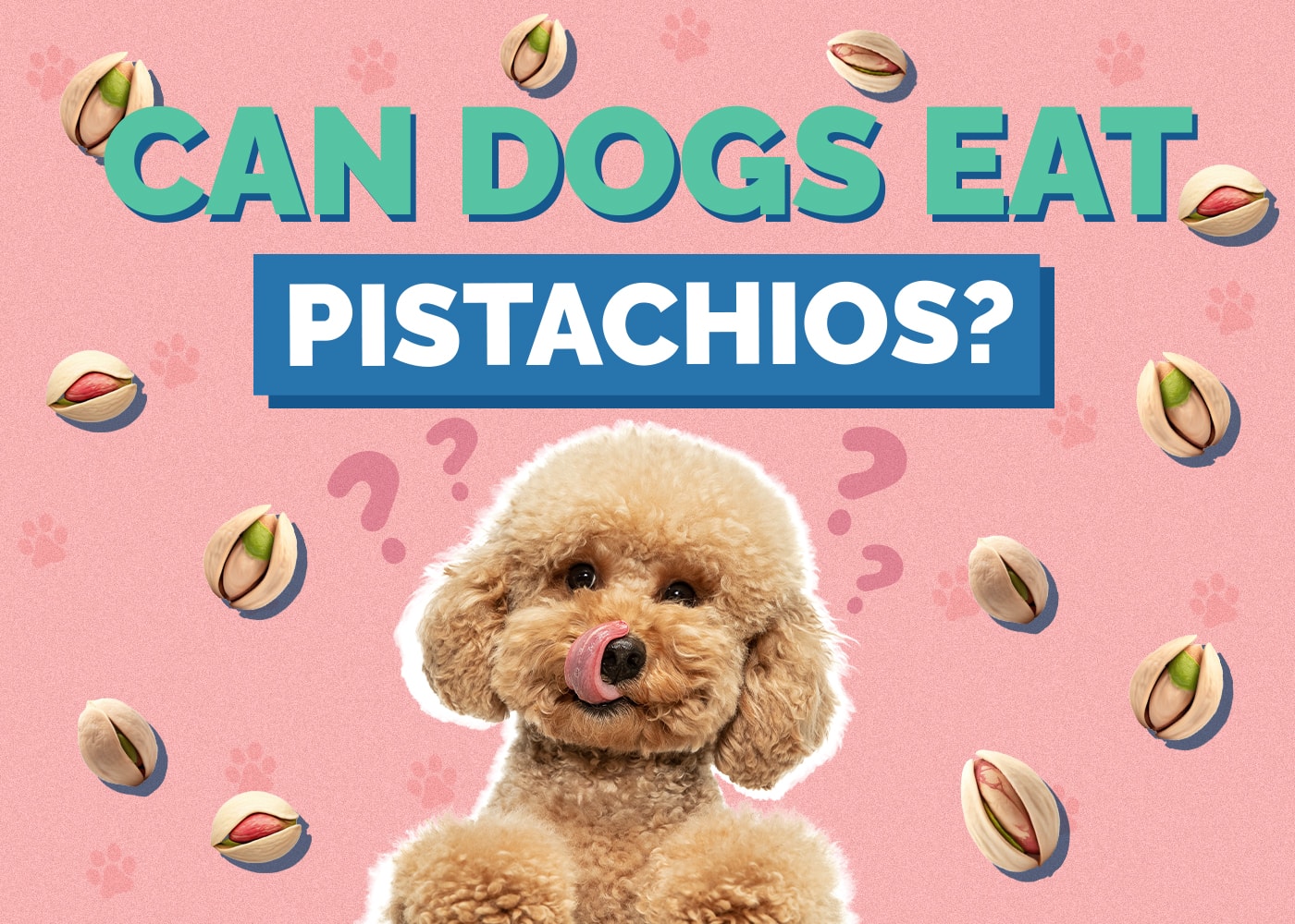 Can Dogs Eat pistachios