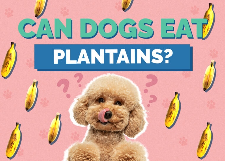 can-dogs-eat-plantains-vet-approved-health-facts-hepper