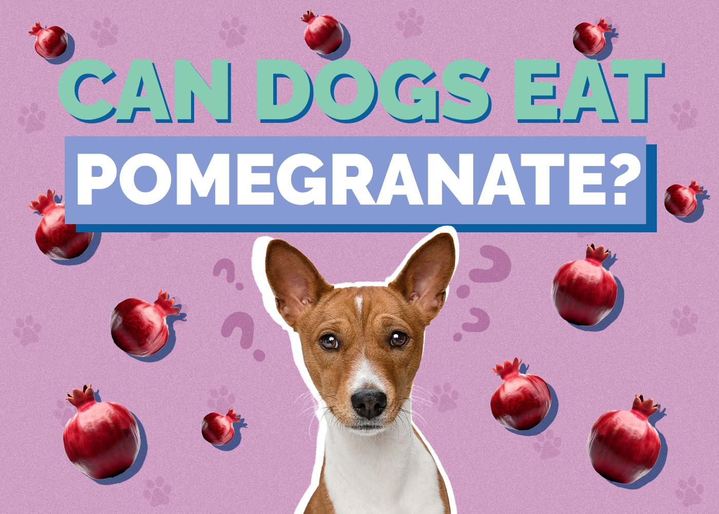 Can Dogs Eat pomegranate
